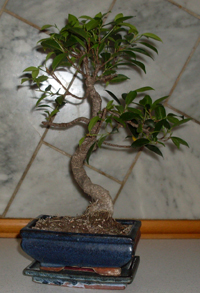Joans Ficus Taiwan